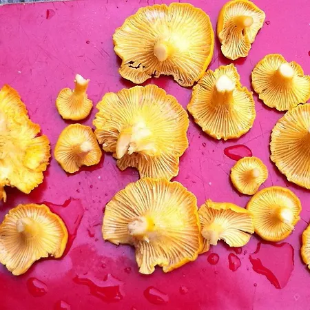 Tollundgaard Golf Park & Apartman *